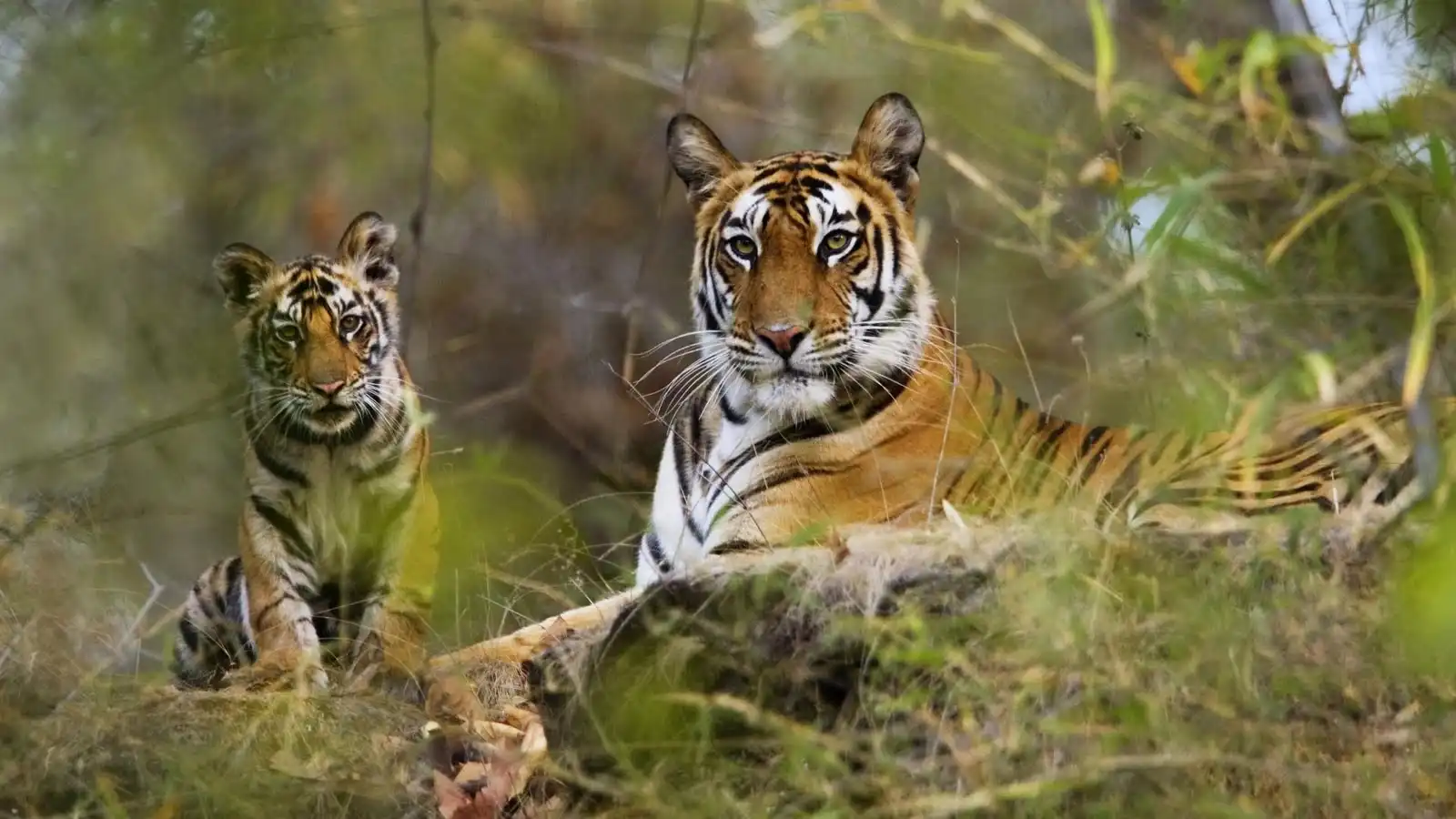 Kaziranga  Safari  Tour